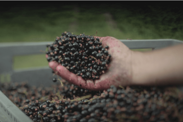 Précieuse et inimitable : la tradition du cassis noir de Bourgogne