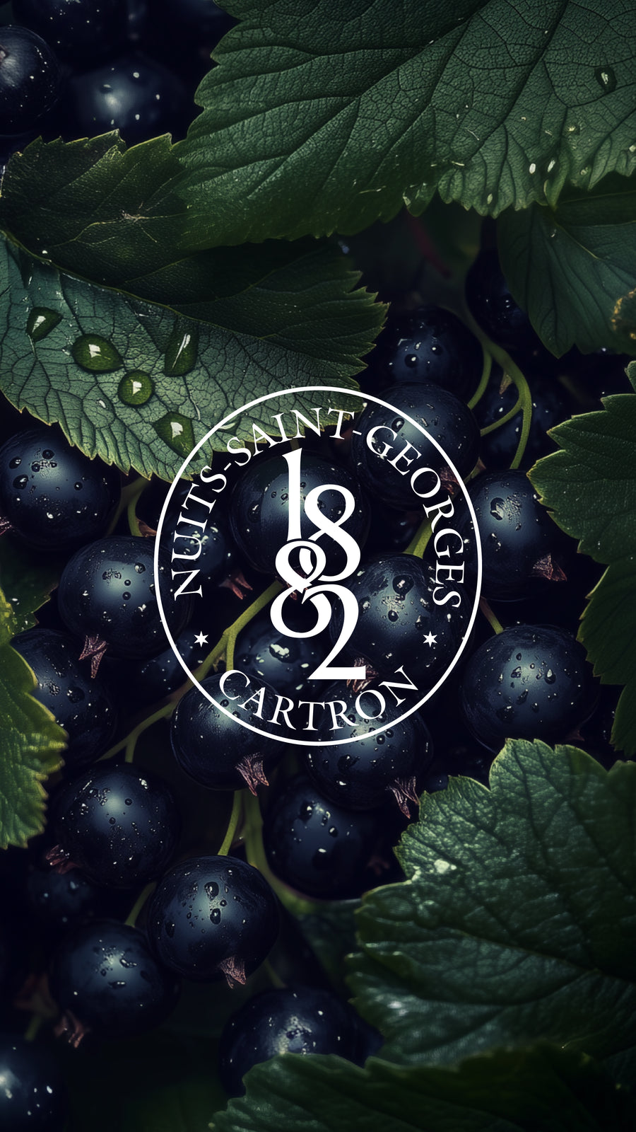 CRÈME DE CASSIS CUEILLETTE 2025 JOSEPH CARTRON