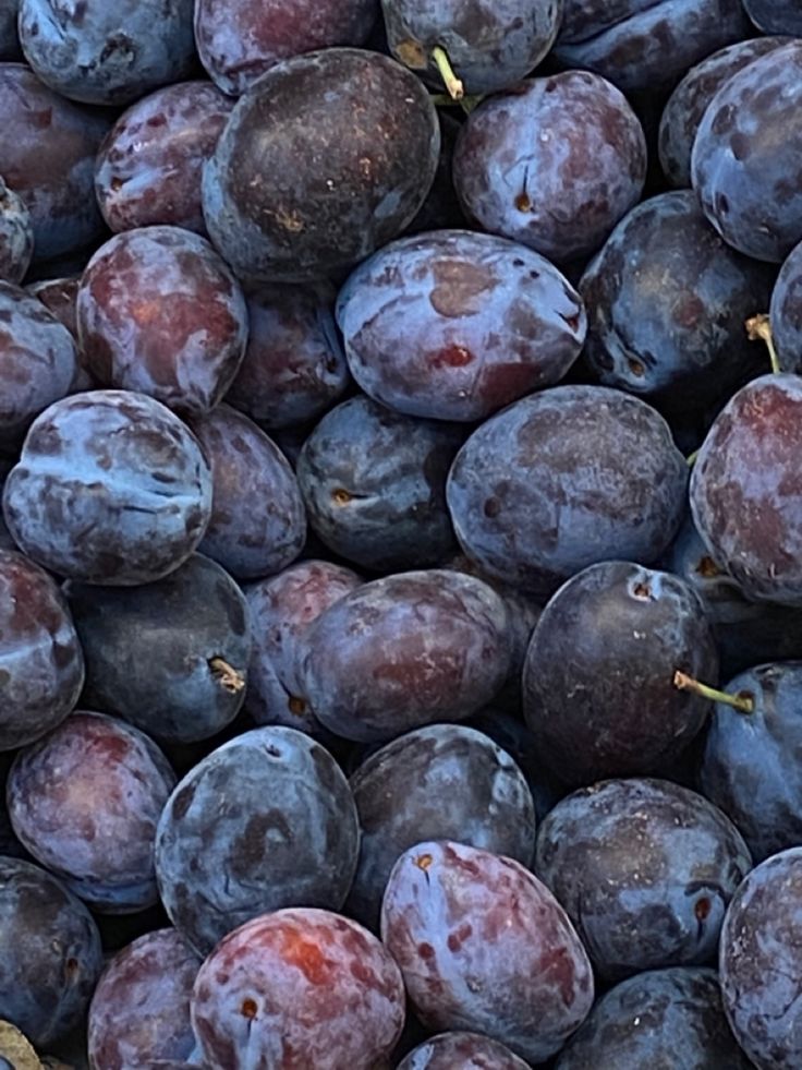 EAU-DE-VIE DE VIEILLE PRUNE JOSEPH CARTRON